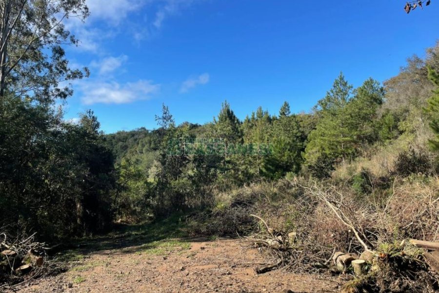 Chácara com 1200m², no bairro 3 Legua em Caxias do Sul para Comprar