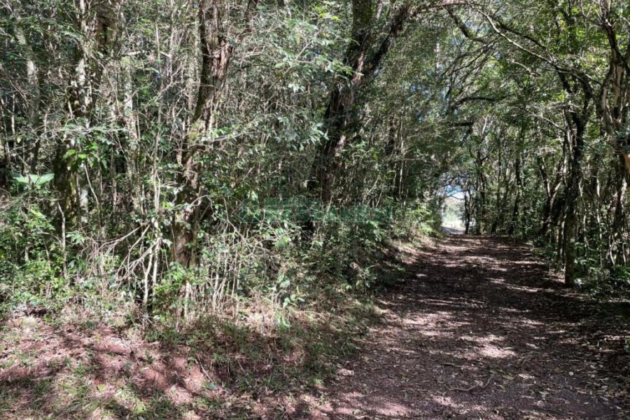 Chácara com 1200m², no bairro 3 Legua em Caxias do Sul para Comprar