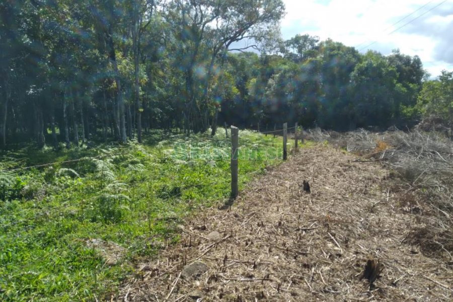 Chácara com 60m², 2 dormitórios, no bairro Criúva em Caxias do Sul para Comprar
