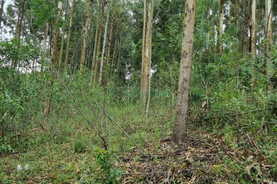 Terreno, no bairro São Giácomo em Caxias do Sul para Comprar