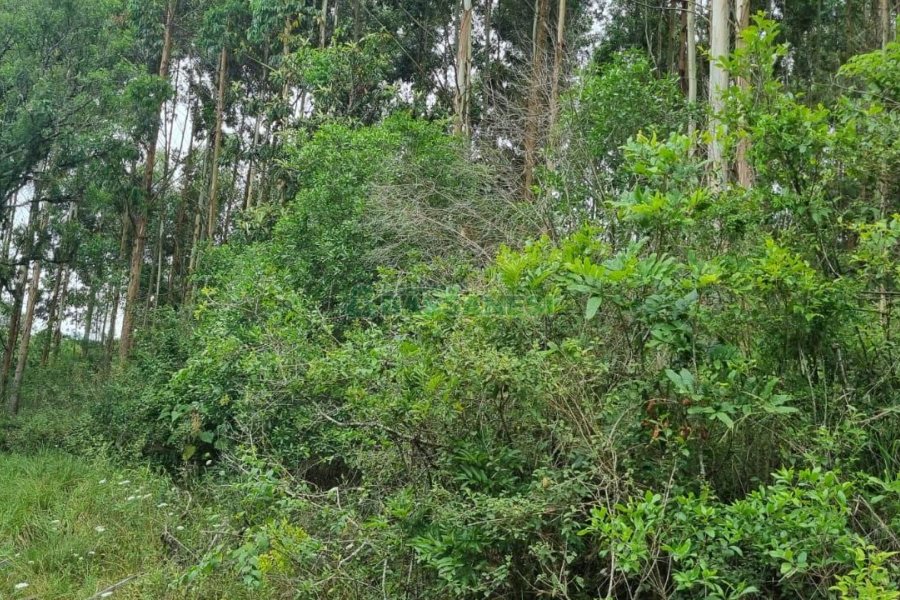 Terreno, no bairro São Giácomo em Caxias do Sul para Comprar