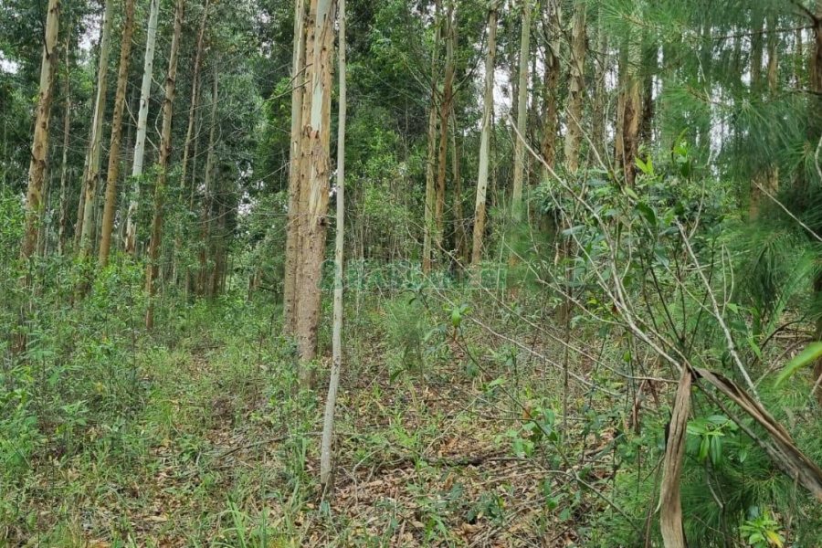 Terreno, no bairro São Giácomo em Caxias do Sul para Comprar