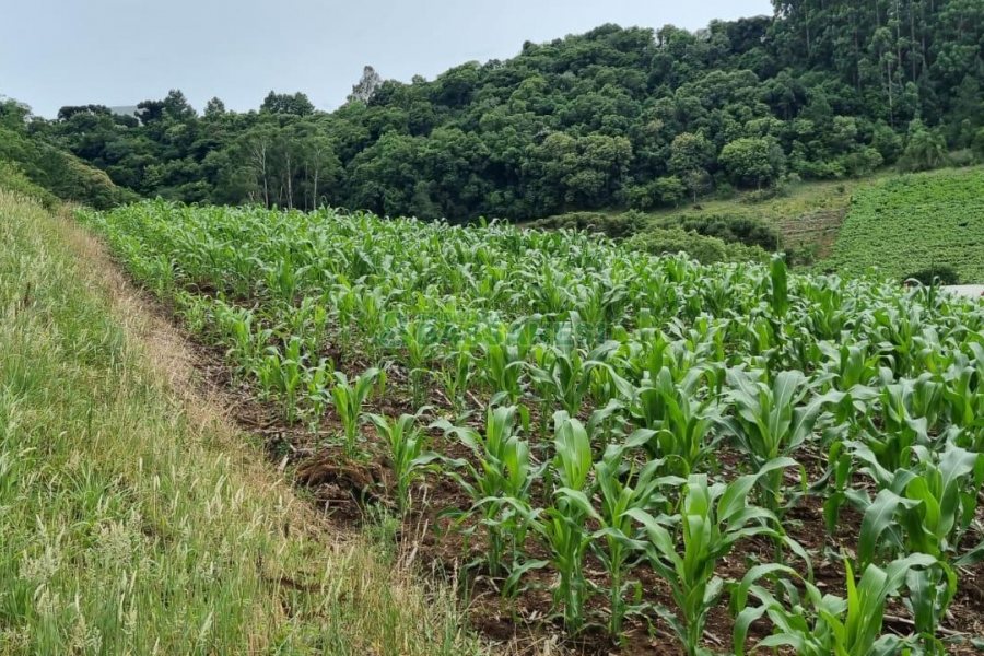 Terreno, no bairro São Giácomo em Caxias do Sul para Comprar