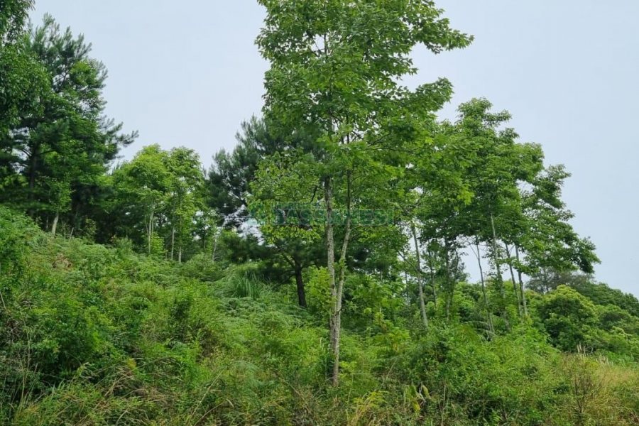 Terreno, no bairro São Giácomo em Caxias do Sul para Comprar