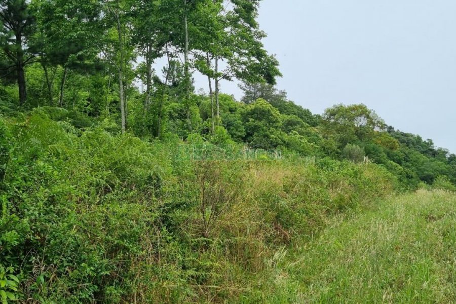 Terreno, no bairro São Giácomo em Caxias do Sul para Comprar