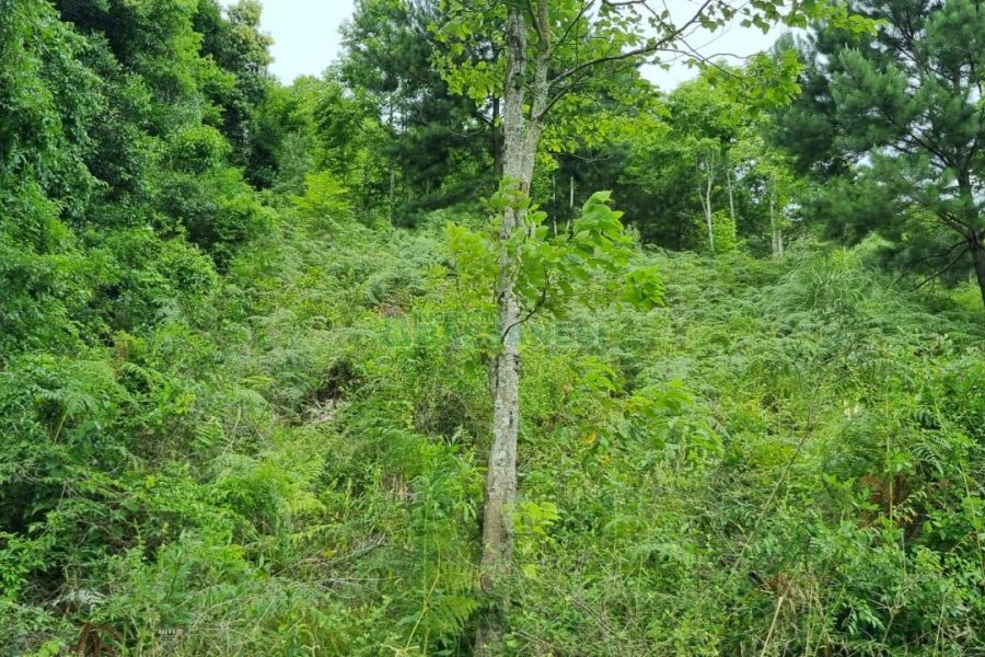 Terreno, no bairro São Giácomo em Caxias do Sul para Comprar