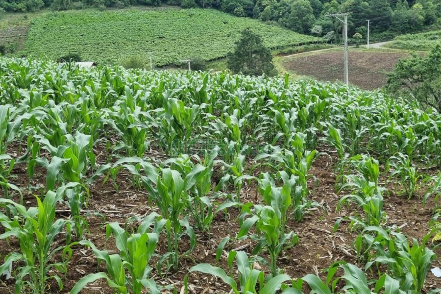 Terreno, no bairro São Giácomo em Caxias do Sul para Comprar