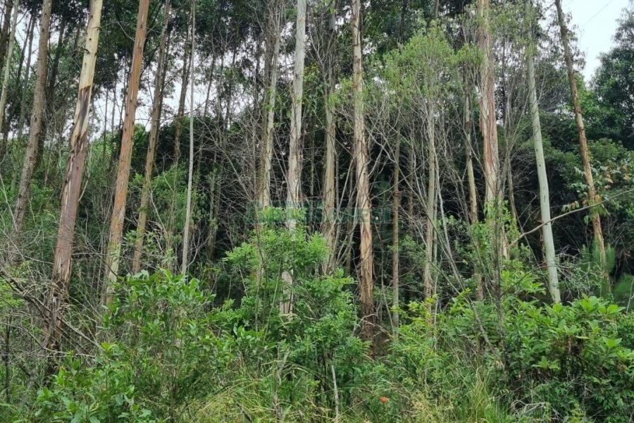Terreno com 40200m², no bairro São Giácomo em Caxias do Sul para Comprar