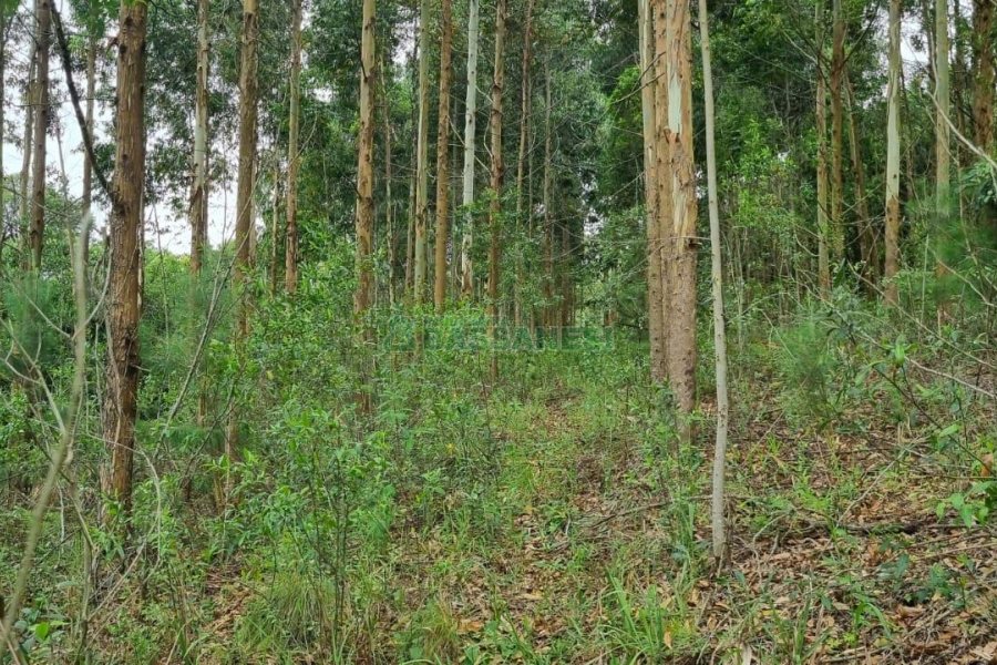 Terreno com 40200m², no bairro São Giácomo em Caxias do Sul para Comprar