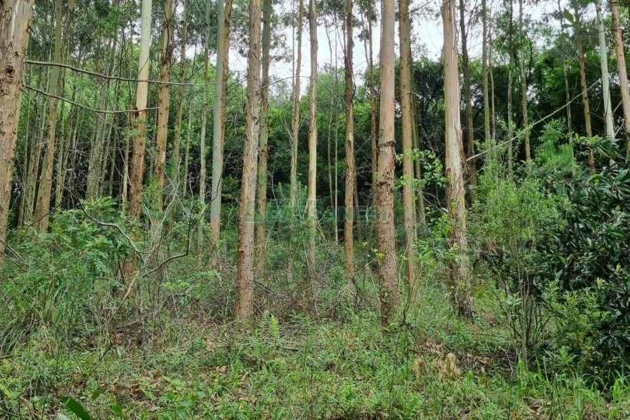 Terreno com 40200m², no bairro São Giácomo em Caxias do Sul para Comprar