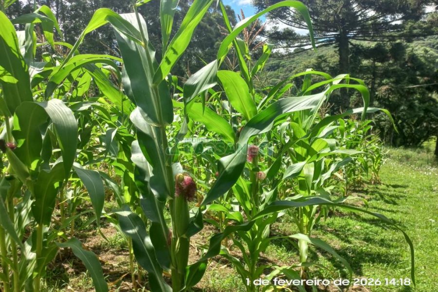 Terreno, no bairro Desvio Rizzo em Caxias do Sul para Comprar