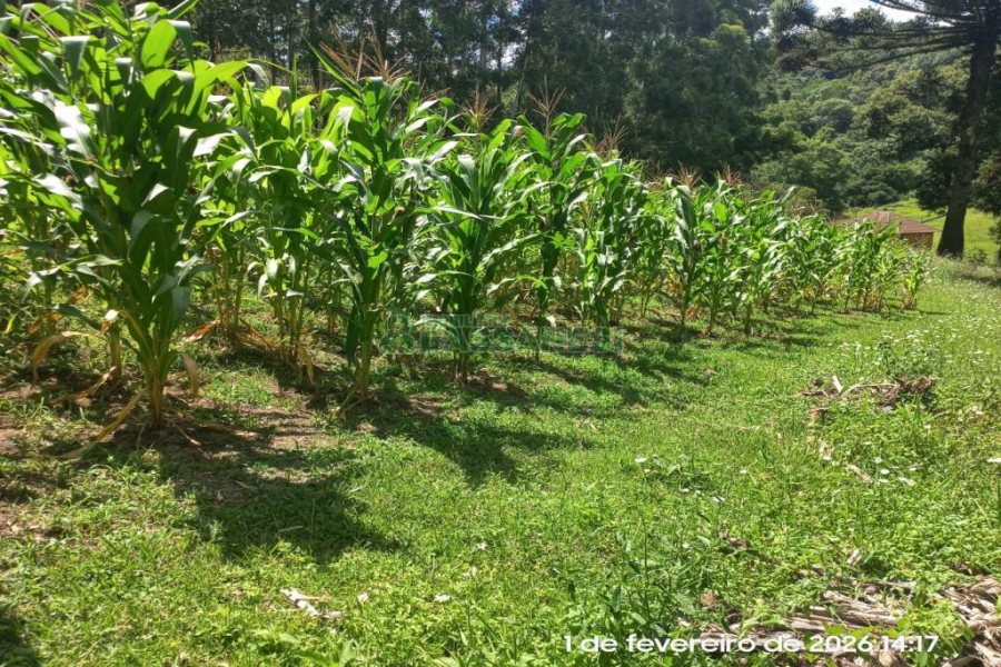 Terreno, no bairro Desvio Rizzo em Caxias do Sul para Comprar