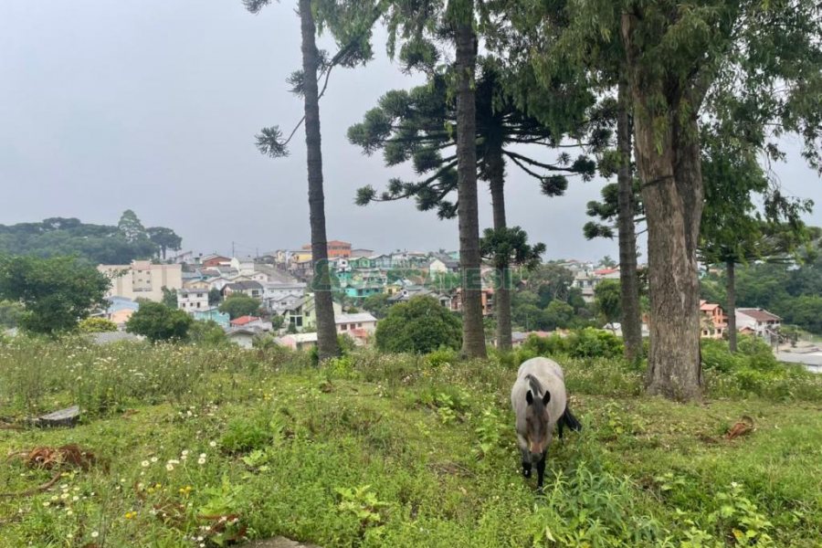 Terreno com 5526m², no bairro Esplanada em Caxias do Sul para Comprar