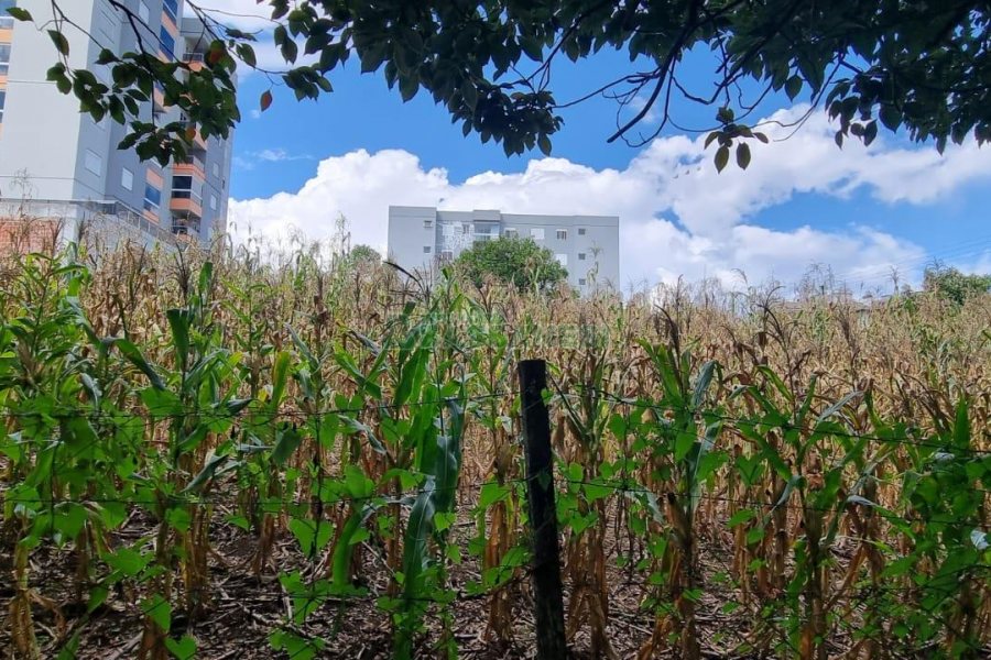Terreno, no bairro São Luiz em Caxias do Sul para Comprar