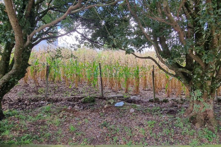 Terreno, no bairro São Luiz em Caxias do Sul para Comprar