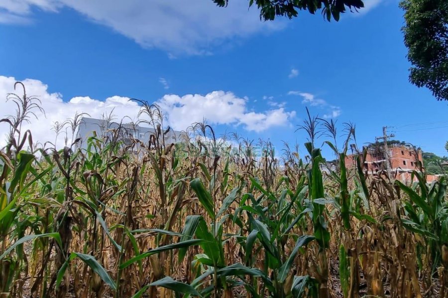 Terreno, no bairro São Luiz em Caxias do Sul para Comprar