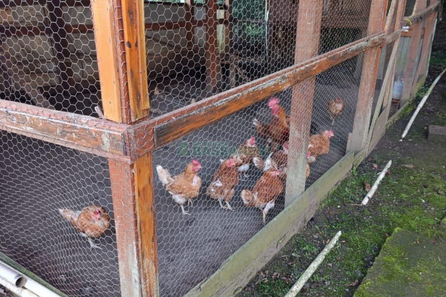 Chácara com 120m², 3 dormitórios, 1 vaga, no bairro Vila Seca em Caxias do Sul para Comprar