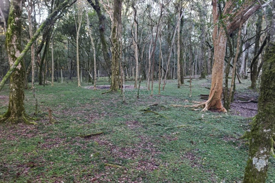 Chácara com 120m², 3 dormitórios, 1 vaga, no bairro Vila Seca em Caxias do Sul para Comprar