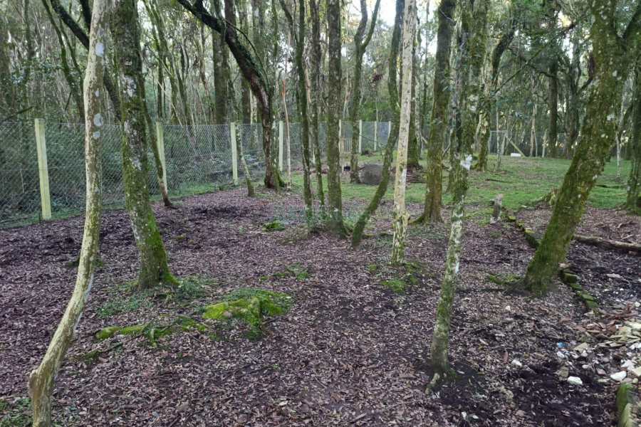 Chácara com 120m², 3 dormitórios, 1 vaga, no bairro Vila Seca em Caxias do Sul para Comprar