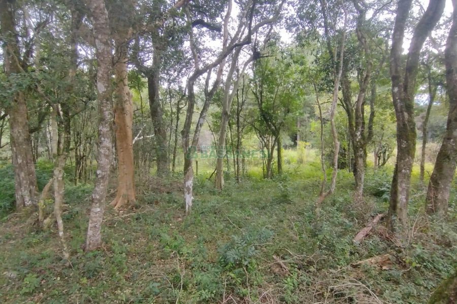 Chácara com 63810m², no bairro Cruzeiro em Caxias do Sul para Comprar