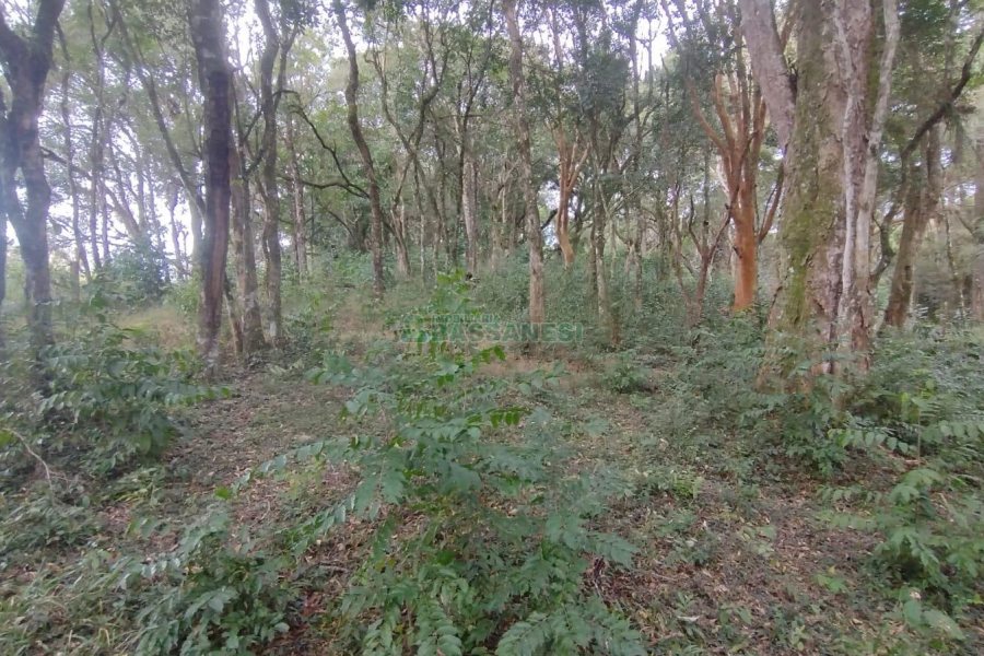 Chácara com 63810m², no bairro Cruzeiro em Caxias do Sul para Comprar