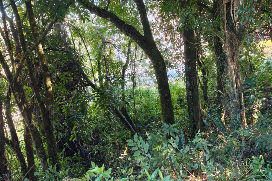 Terreno, no bairro Altos do Seminario em Caxias do Sul para Comprar
