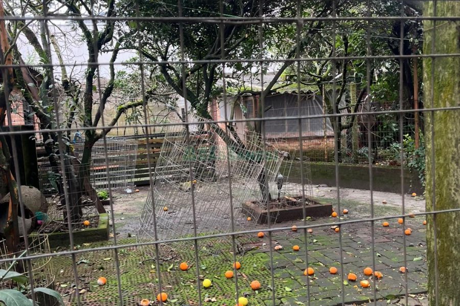Casa com 200m², 4 dormitórios, 3 vagas, no bairro Nossa Senhora de Lourdes em Caxias do Sul para Alugar