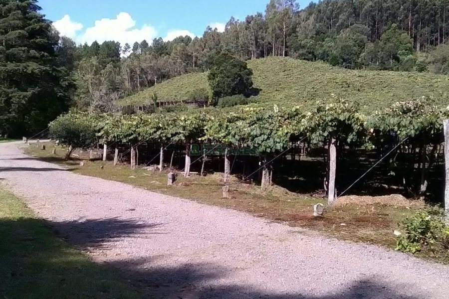 Chácara com 180m², 3 dormitórios, 1 vaga, no bairro Criúva em Caxias do Sul para Comprar